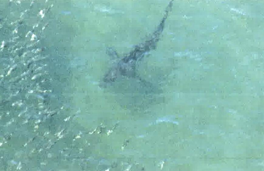 Two 4m sharks spotted at Ibaraki Ken that leads to force closure of 9 beaches!