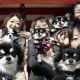 popular pets in Japan
