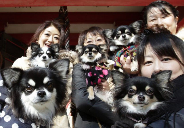 popular pets in Japan