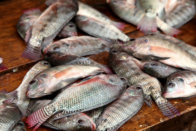 6 Reasons Why Tilapia Farming Can Harm Your Health