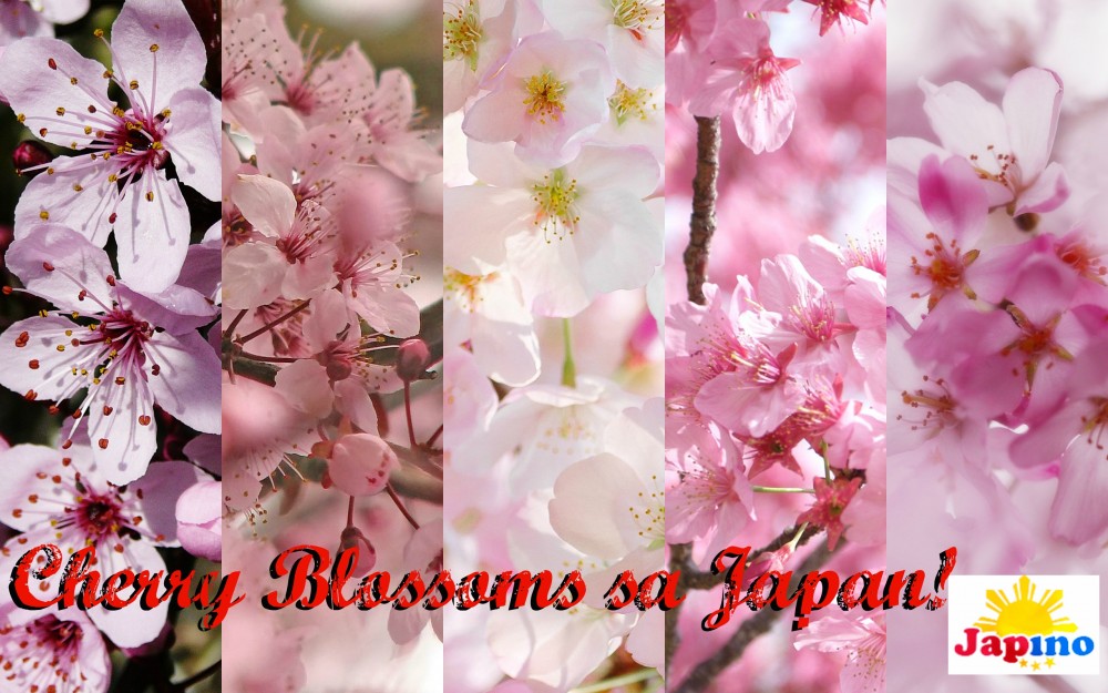 Cherry Blossoms: Spring time means Cherry Blossom Festivals!