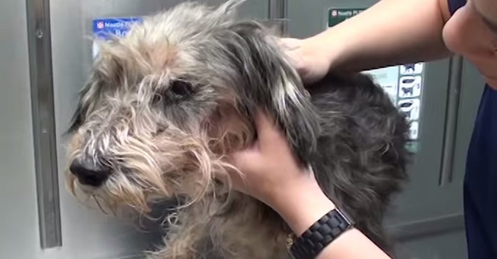 Benji: A Homeless Dog Who was Rescued and Healed