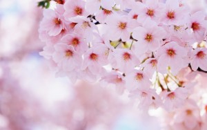 cherry Blossom 1