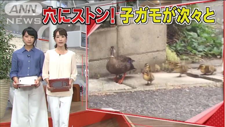 FUKUSHIMA: Stranger saved 3 fallen ducklings