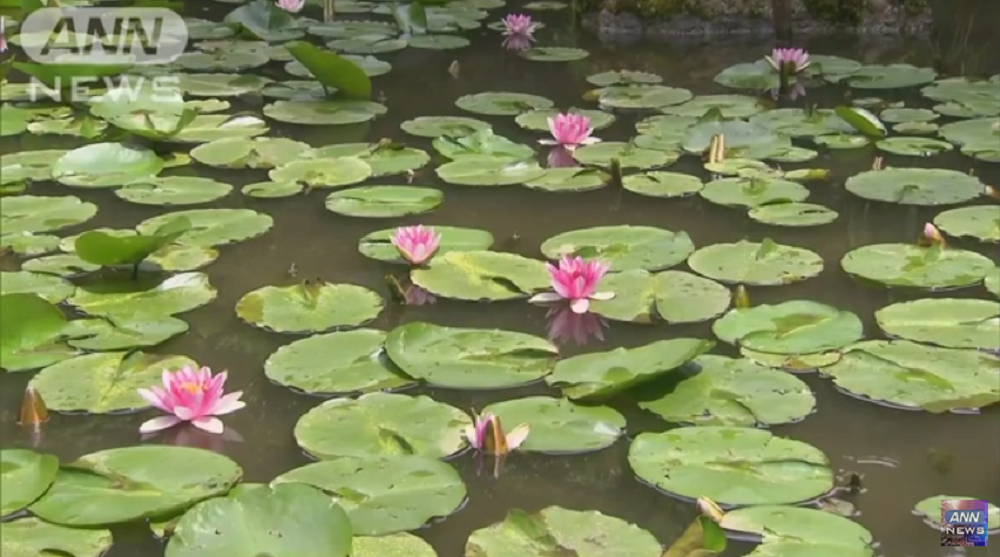 WATER LILIES AT ANCIENT TEMPLE