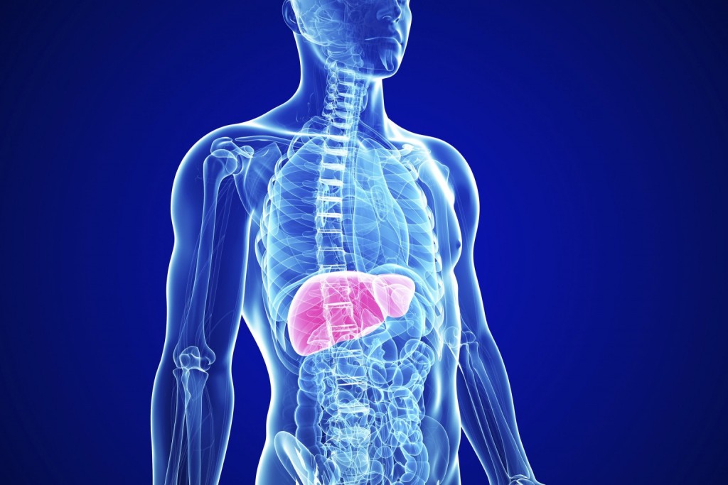 What to Know More About Your Liver
