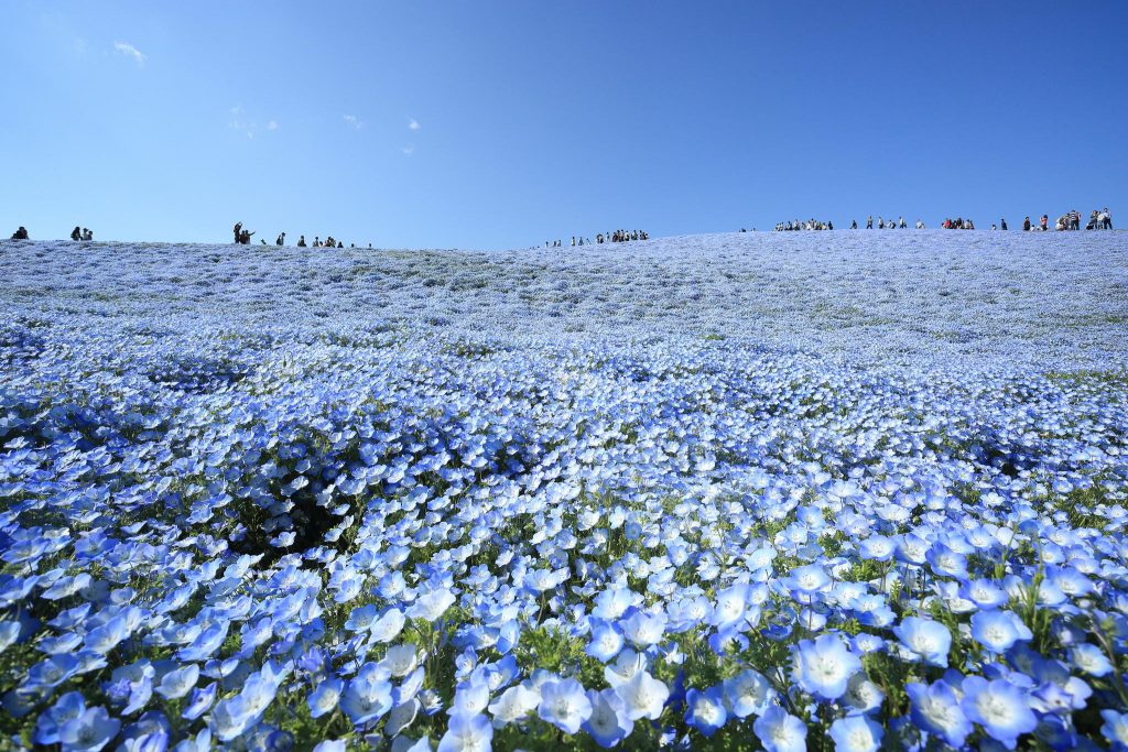 Japan’s Blue Flowers