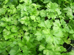 parsley-flatleaf-italian-cooking-green-healthy