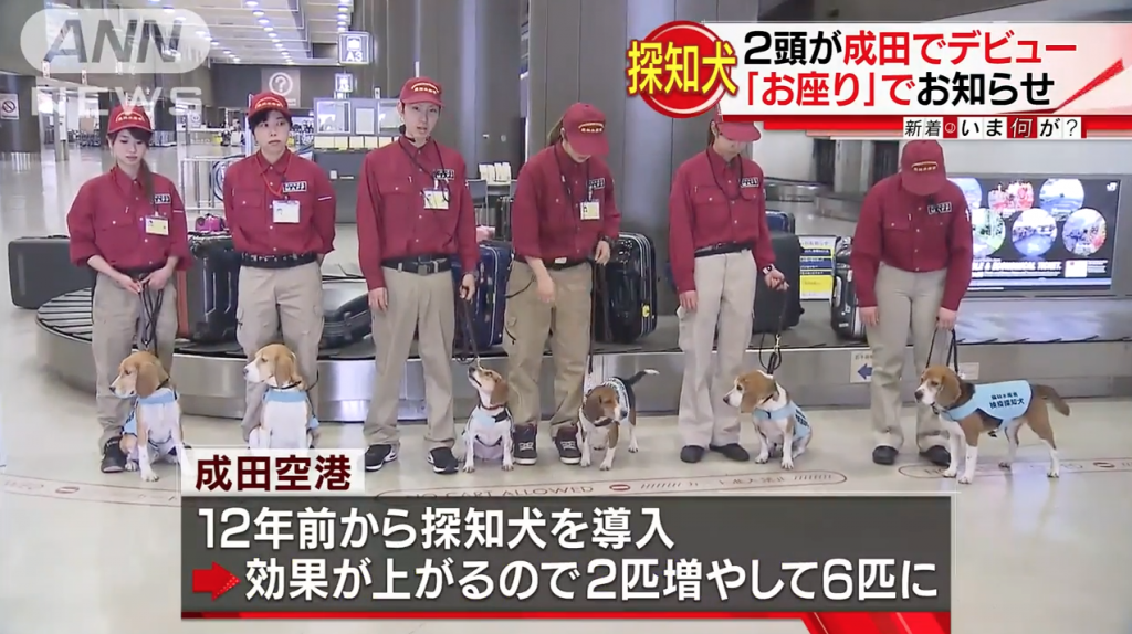 CUTE SNIFFER DOGS