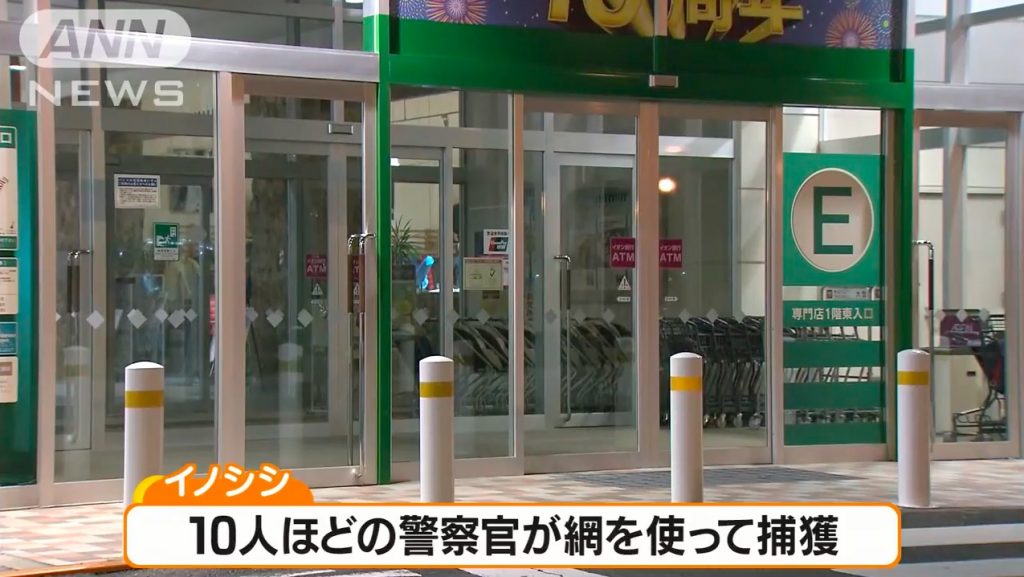 Takamatsu: Boar enters shopping
