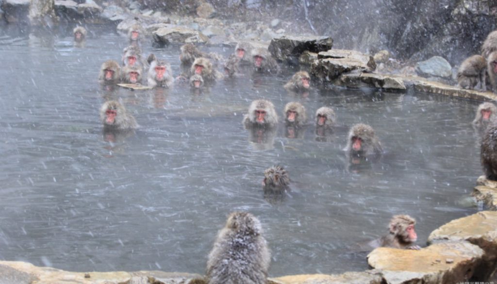 Wild monkeys enjoying a hot soak in Nagano
