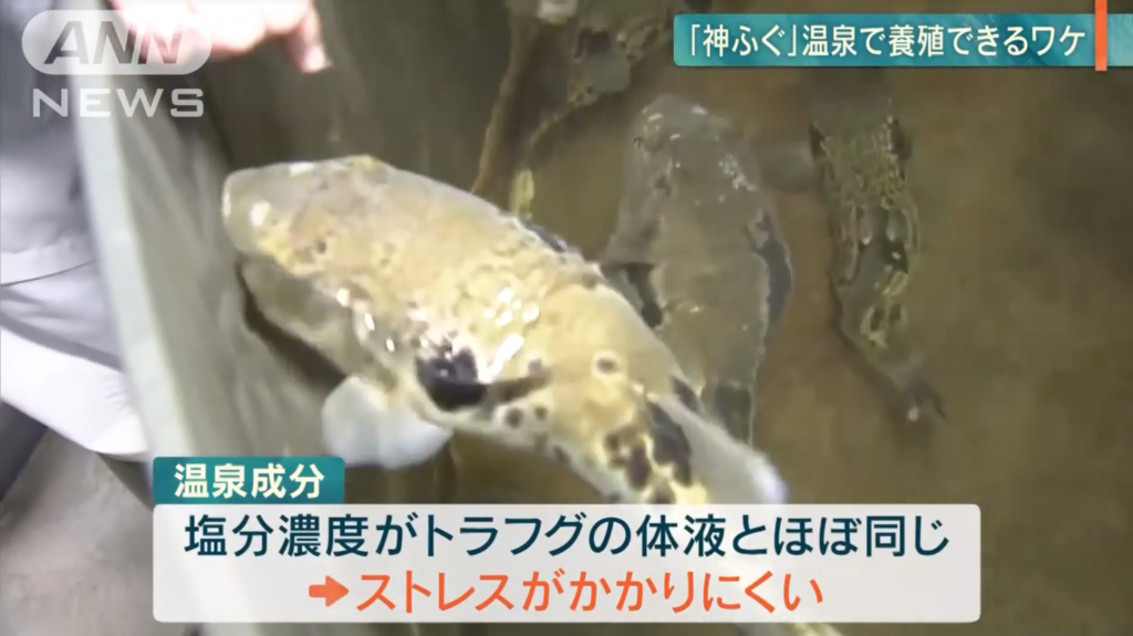 NAGANO: Tiger Blowfish Successfully Breded Under Onsen Water – Japino