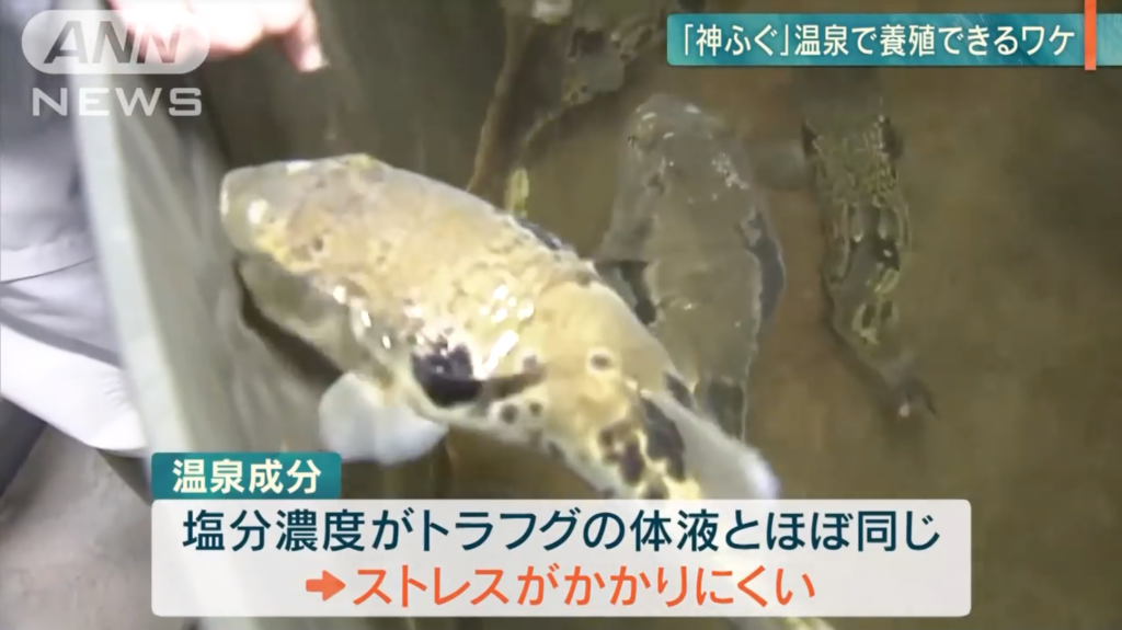 NAGANO: Tiger Blowfish Successfully Breded Under Onsen Water