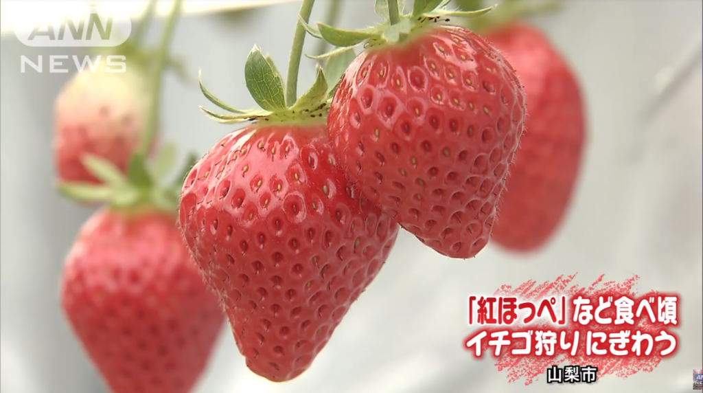 YAMANASHI: Opens Strawberry Season