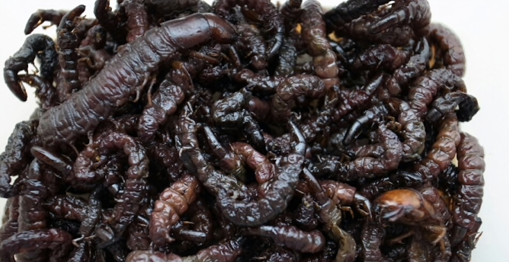 NAGANO: Eatable Insects