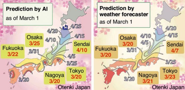 Humans, AI compete to predict cherry blossom dates