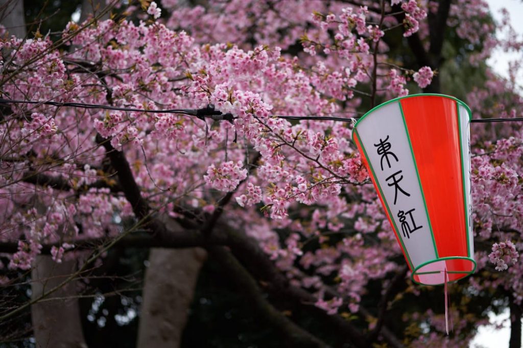 Tokyo - Ueno Cherry Blossom Festival 2019