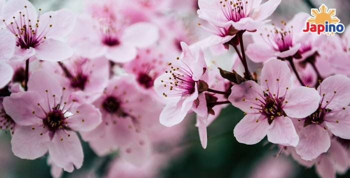 TOKYO: Mga cherry blossoms namulaklak na