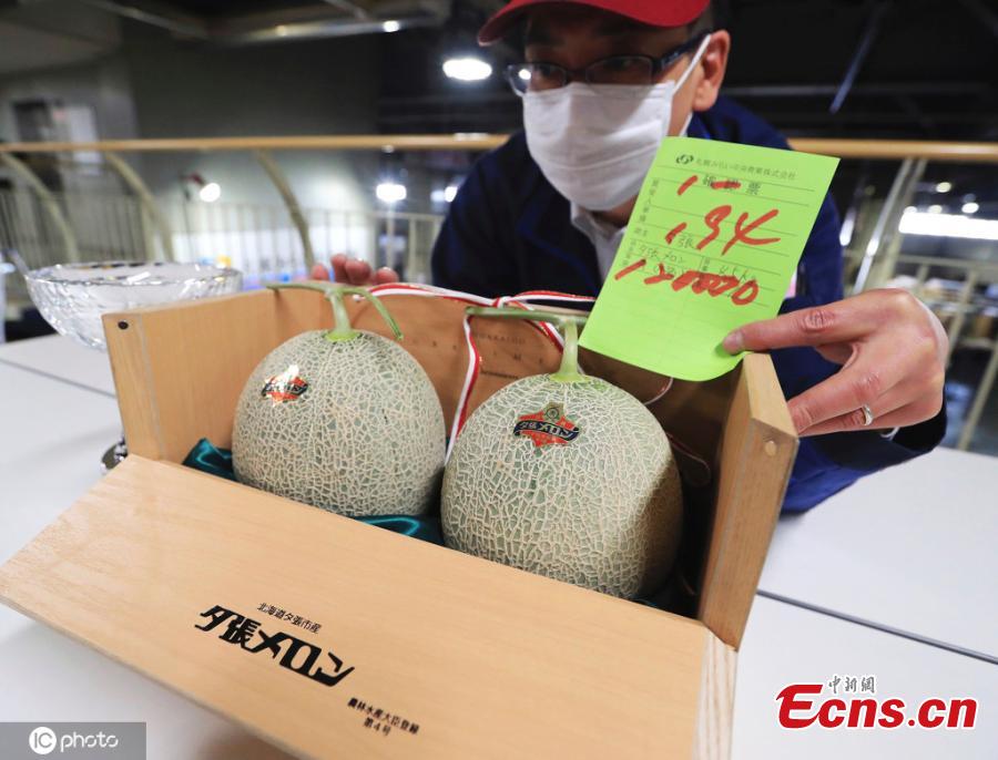 Japanese melon na naibenta ng 5 Milyong yen noong nakaraang taon, bumagsak sa 120k nalang ngayong taon