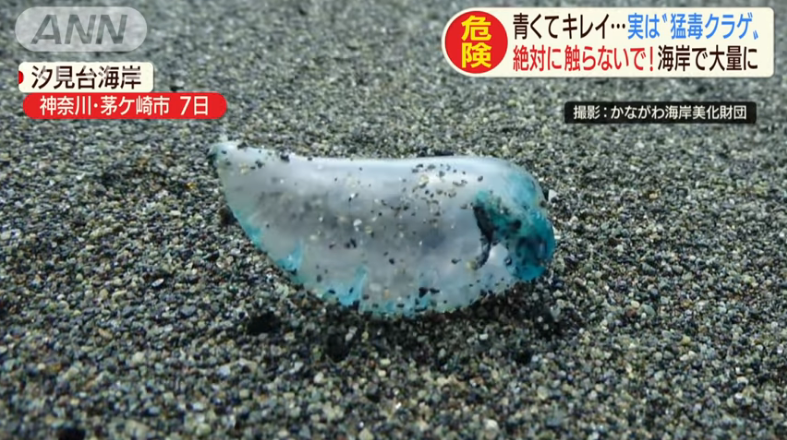 Nakakalason na jellyfish na "Katsuonoeboshi", nagkalat sa Kanagawa Prefecture
