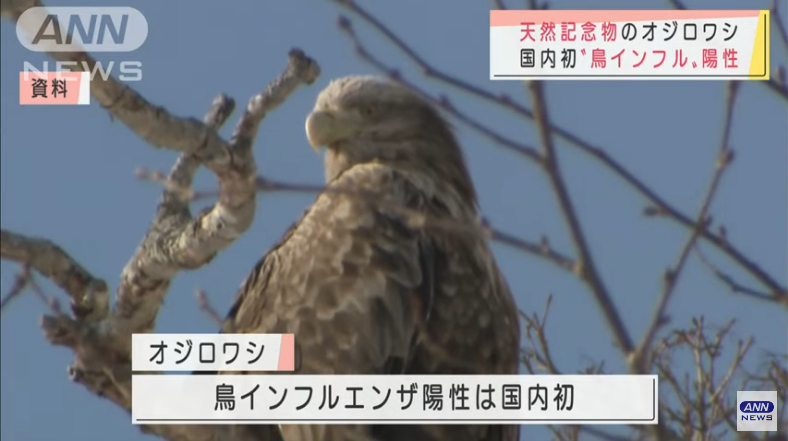 White-tailed eagle "bird flu" positive kumpirmado, pinakaunang rare natural occurence sa Japan