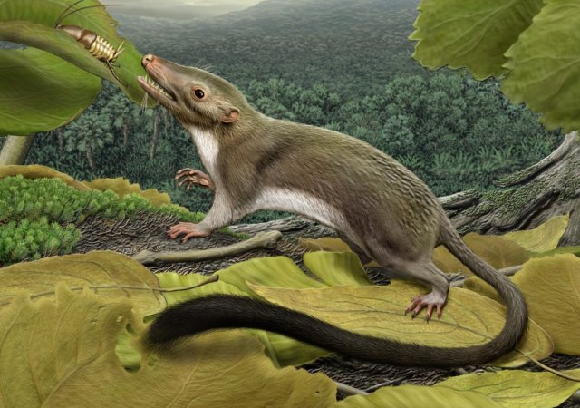Ang mga fossil ay maaaring isa sa pinakalumang mammal ng Japan