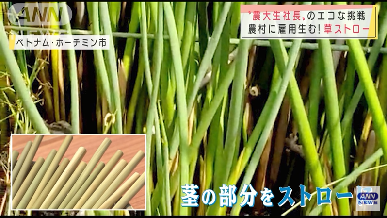 Straw na gawa sa halaman nais isulong ng Tokyo University of Agriculture