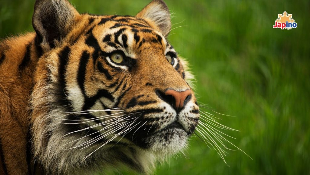 Tigre, Inatake ang 3 Manggagawa sa Safari Park sa Hilaga ng Tokyo