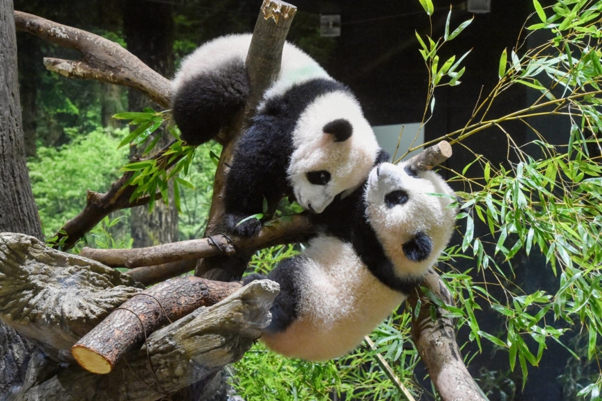 Twin Pandas Born in Tokyo Zoo Make Public Debut