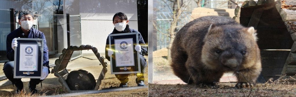 33-yr-old Wombat sa Osaka Pref. Zoo, Tinaguriang Pinakamatandang Wombat na Nabihag