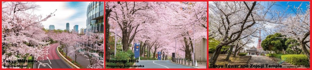 Three Choice Spot para sa Cherry Blossom Viewing na Natatangi sa Minato City, Tokyo