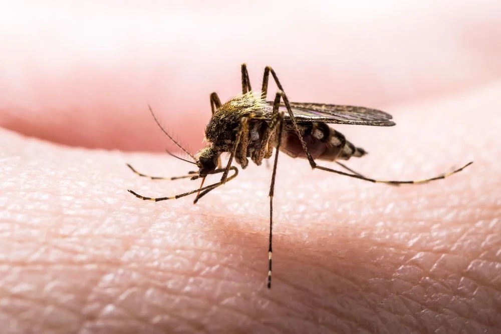 Are you a Mosquito Magnet? It could be Your Smell