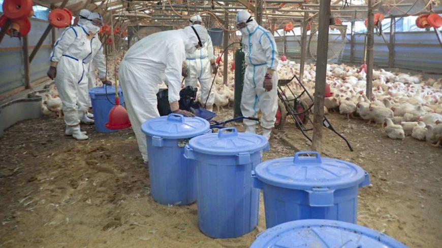 Bird Flu Cases sa Japan, Tumama sa Mataas na Record