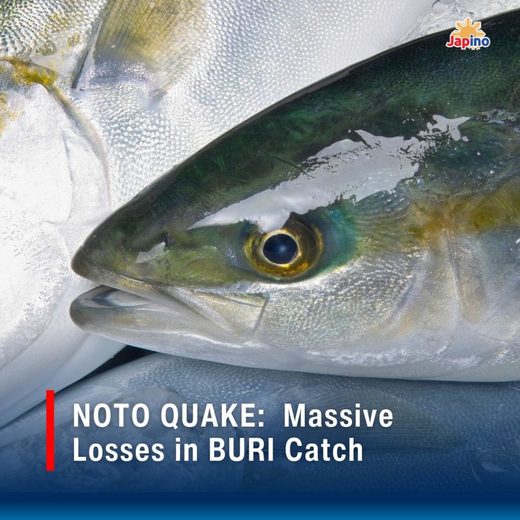 NOTO QUAKE:  Massive Losses in BURI Catch